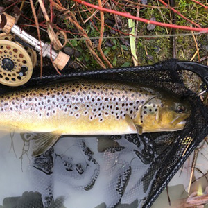 A full house in a three hour session! 
4lb Brown, a Tiger, 3.5lb Spartic and a 3lb Rainbow all taken on damsels.