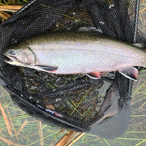 A full house in a three hour session! 
4lb Brown, a Tiger, 3.5lb Spartic and a 3lb Rainbow all taken on damsels.
