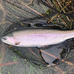 A full house in a three hour session! 
4lb Brown, a Tiger, 3.5lb Spartic and a 3lb Rainbow all taken on damsels.