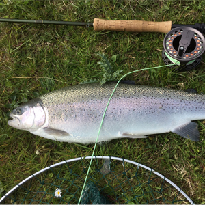3lb fish caught on 07.05.2017