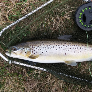 Tiger and brown trout, caught 25.03.18, Dry fly