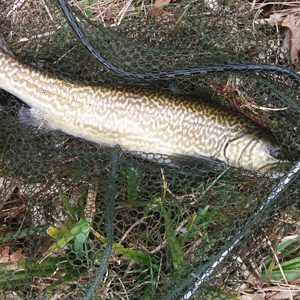 Tiger and brown trout, caught 25.03.18, Dry fly