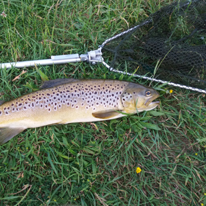 Two nice brown trouts taken by Gerry on 21st and 22nd of July on a suspender buzzer and returned to fight another day.