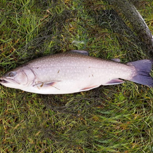 3.5lb Spartic caught by David Quate on a hothead damsel