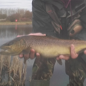A cracking Brown of approx. 3.5-4lb, a nicely coloured rainbow, a lovely full finned tiger, a white Zonker fished deep and slow on an intermediate line - taken by Gerry on 28th of December.