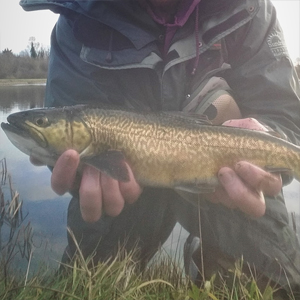 A cracking Brown of approx. 3.5-4lb, a nicely coloured rainbow, a lovely full finned tiger, a white Zonker fished deep and slow on an intermediate line - taken by Gerry on 28th of December.