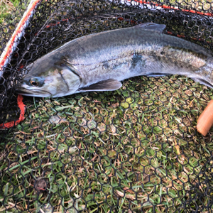 2 Brown Trouts and one Tiger caught by Marc S. on 17.03.2018 on a green nymph